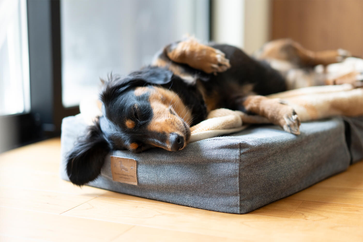 暮らしに寄り添うテクノロジーを　HESTA家電でペットも人も安心快適ライフ