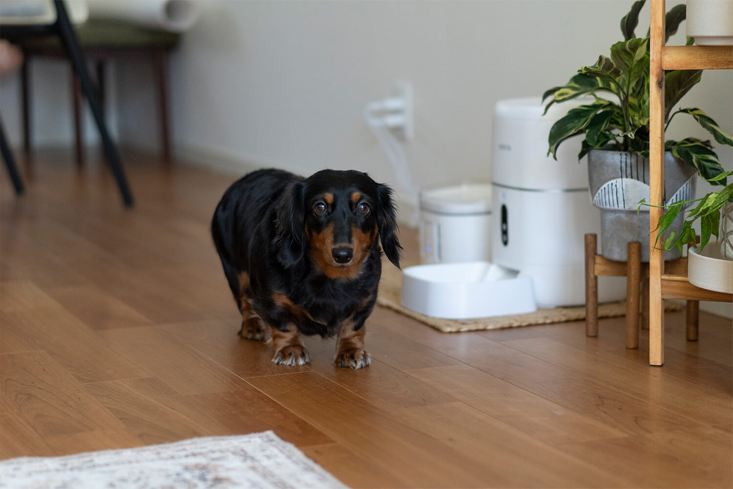 暮らしに寄り添うテクノロジーを　HESTA家電でペットも人も安心快適ライフ