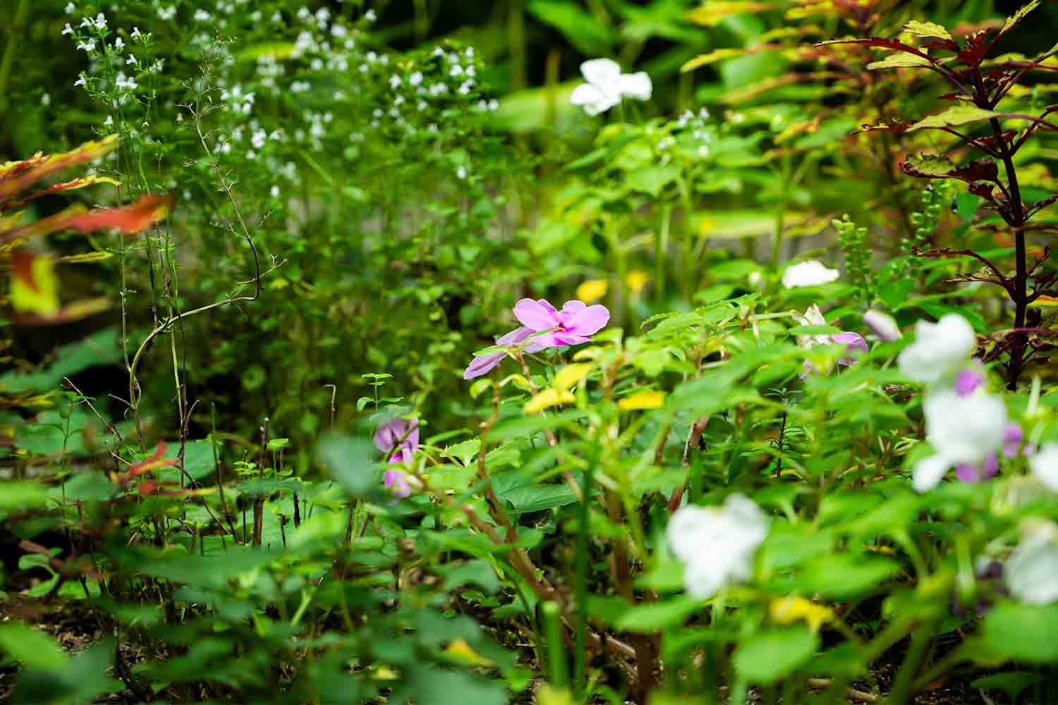 本物のパンを楽しむ！伊豆高原の隠れ家ベーカリーカフェ『ル・フィヤージュ』