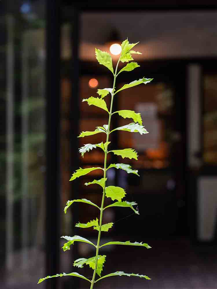 本物のパンを楽しむ！伊豆高原の隠れ家ベーカリーカフェ『ル・フィヤージュ』