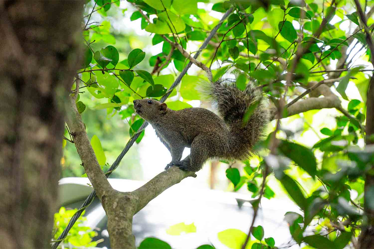 本物のパンを楽しむ！伊豆高原の隠れ家ベーカリーカフェ『ル・フィヤージュ』