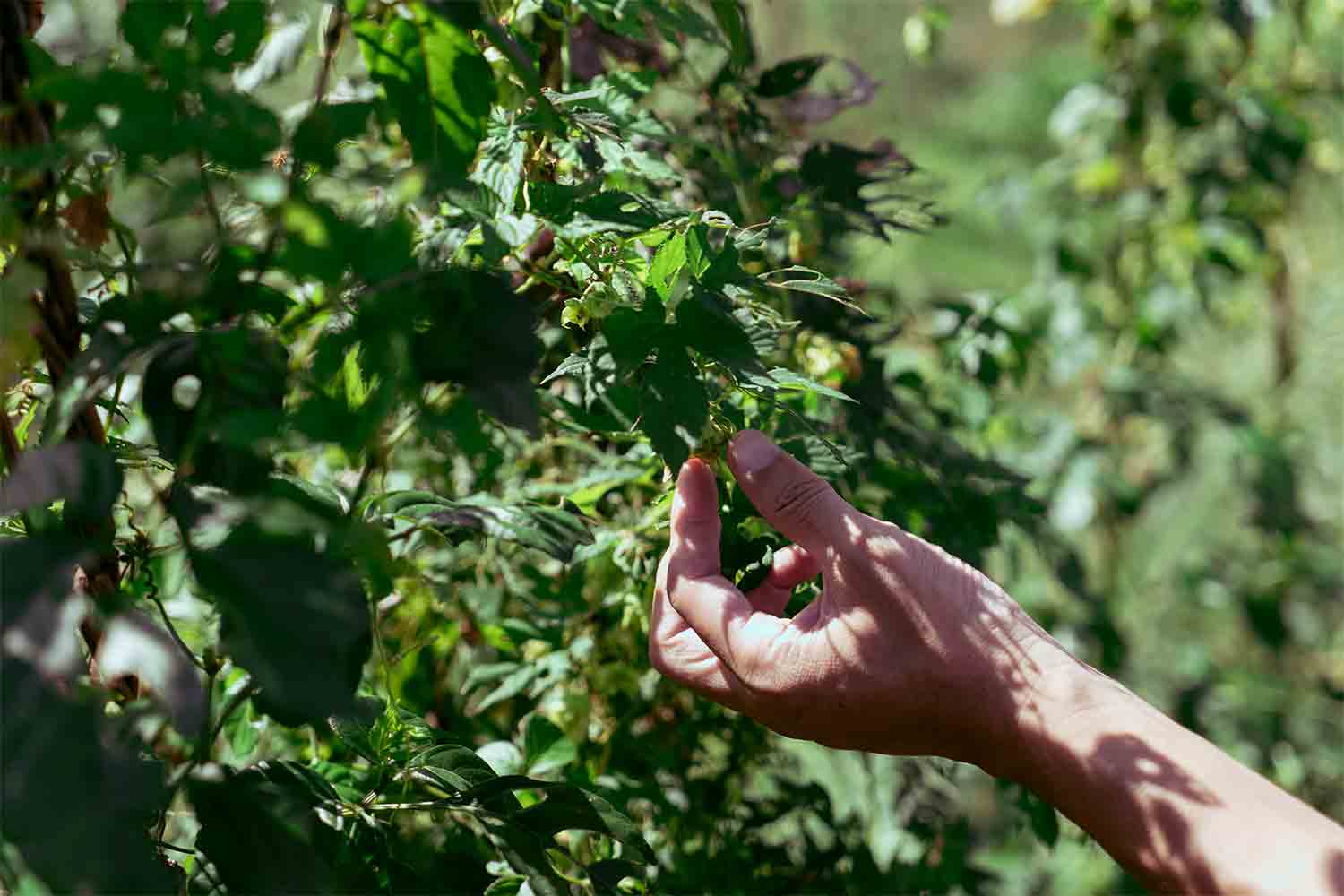 CRAFT BEER TRIP! ビール作りに人生を捧げた夫婦が作るクラフトビールの楽園に行こう！