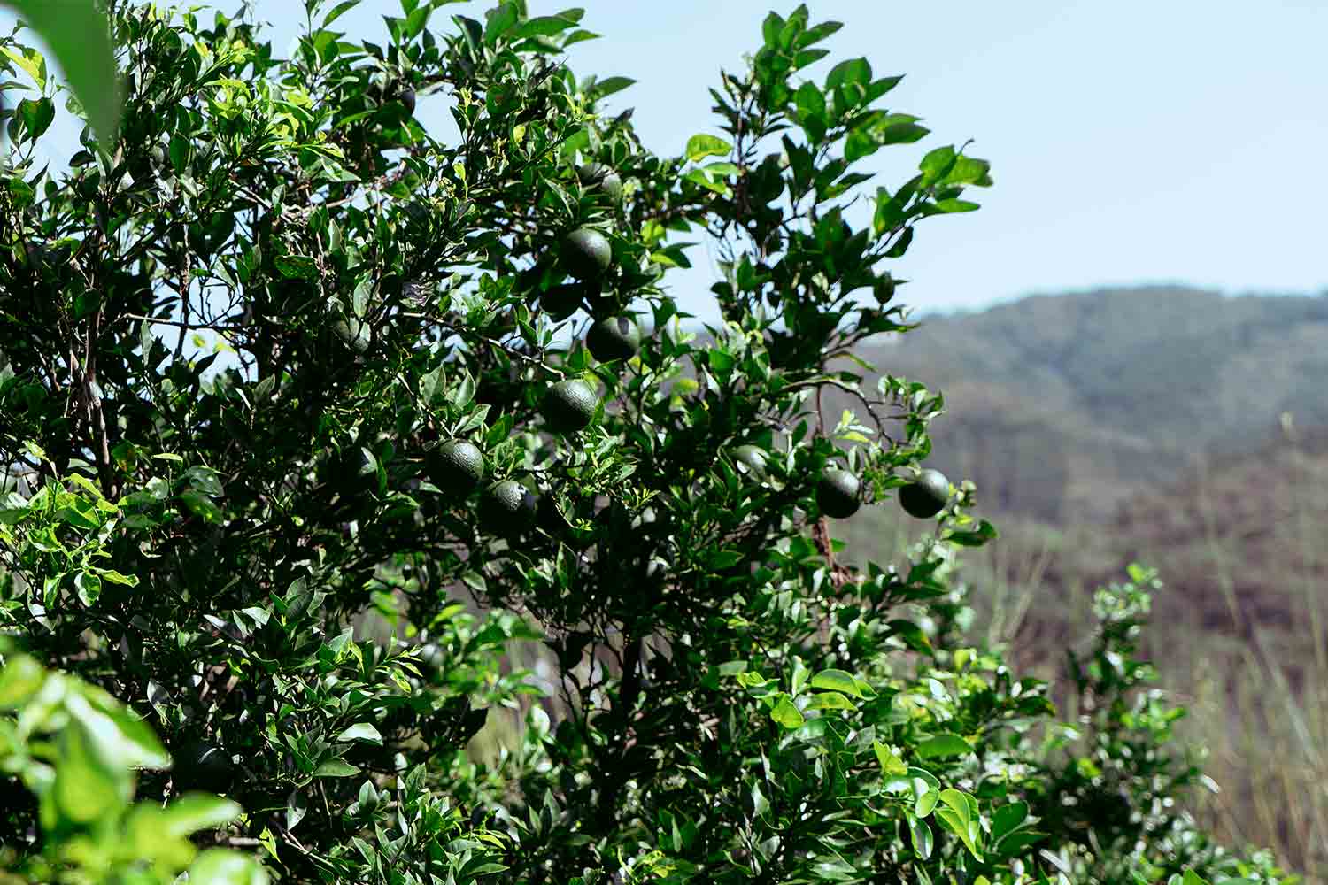 CRAFT BEER TRIP! ビール作りに人生を捧げた夫婦が作るクラフトビールの楽園に行こう！