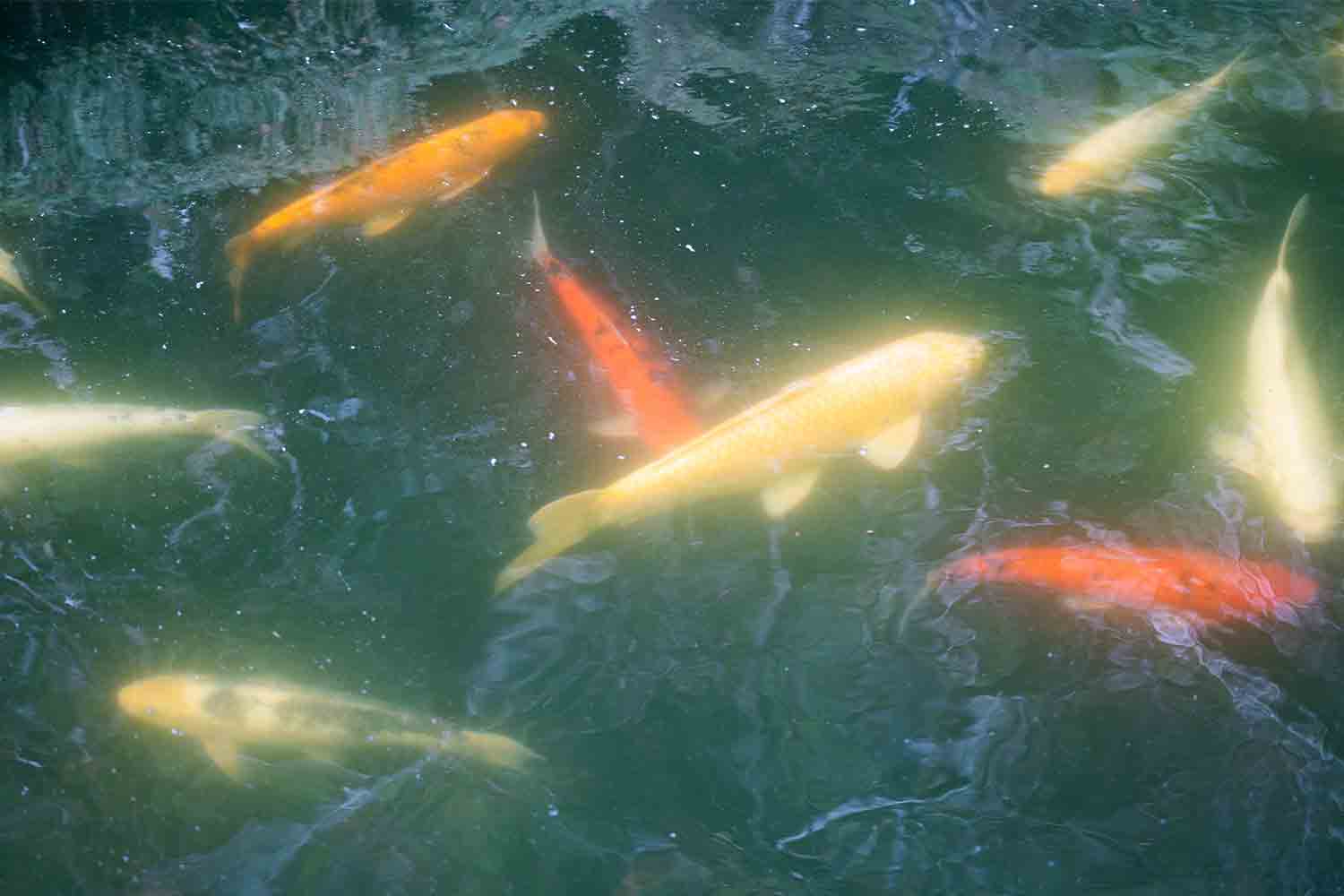 琵琶湖を横目に楽しむ滋賀県の話題スポットをSNSサーチで旅してみた