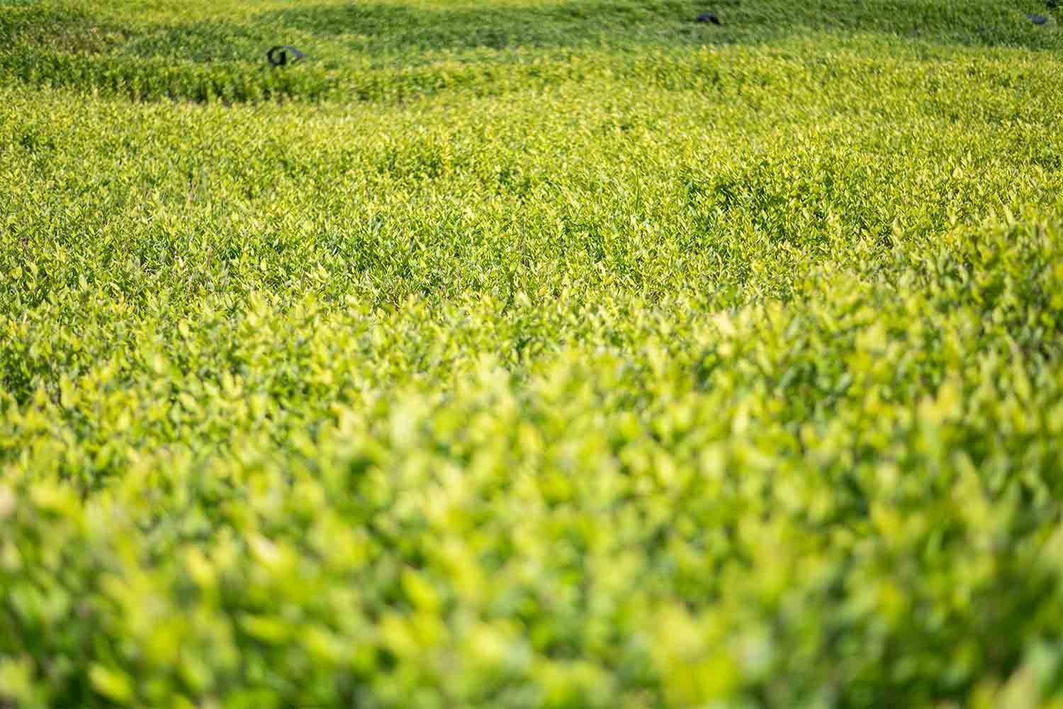 琵琶湖を横目に楽しむ滋賀県の話題スポットをSNSサーチで旅してみた