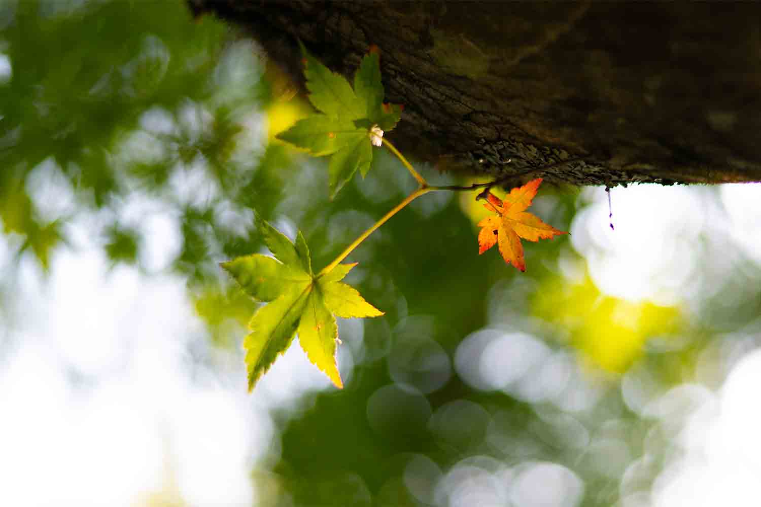 琵琶湖を横目に楽しむ滋賀県の話題スポットをSNSサーチで旅してみた