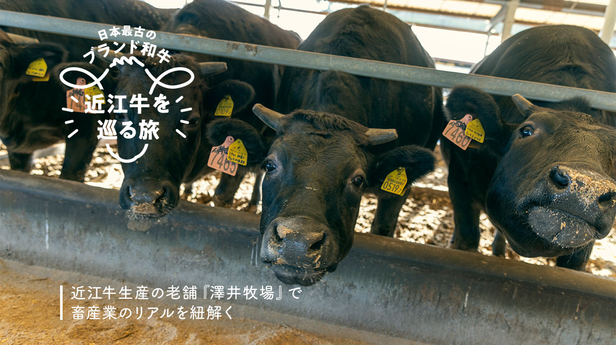 近江牛生産の老舗『澤井牧場』で畜産業のリアルを紐解く