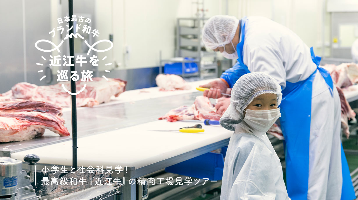 小学生と社会科見学！<br>最高級和牛『近江牛』の精肉工場見学ツアー