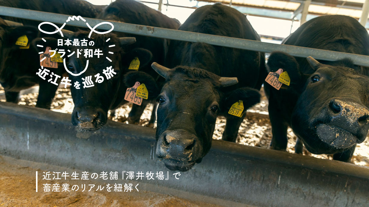 小学生と社会科見学！<br>最高級和牛『近江牛』の精肉工場見学ツアー