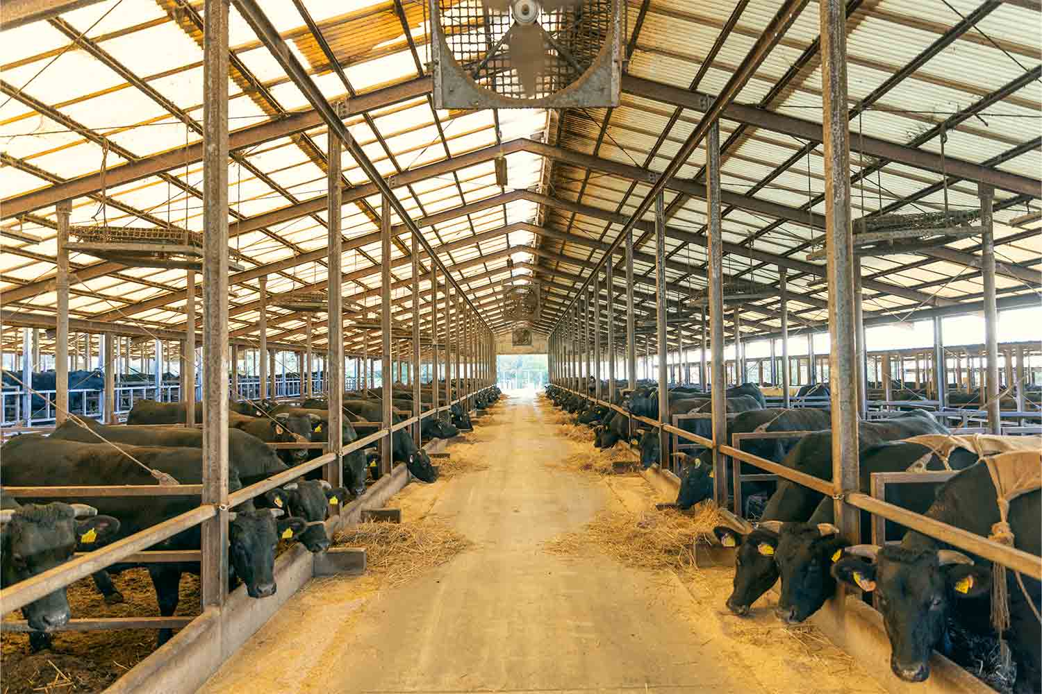 近江牛生産の老舗『澤井牧場』で畜産業のリアルを紐解く