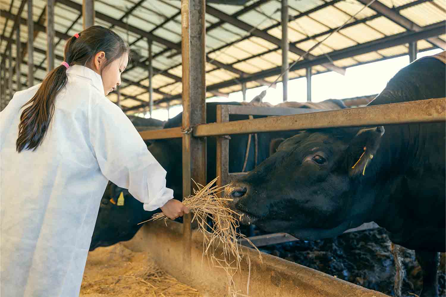 近江牛生産の老舗『澤井牧場』で畜産業のリアルを紐解く
