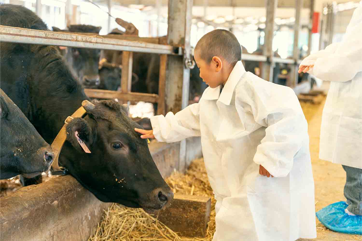 近江牛生産の老舗『澤井牧場』で畜産業のリアルを紐解く