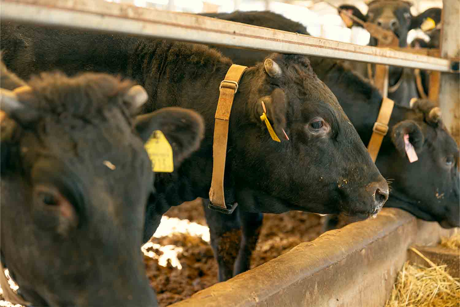 近江牛生産の老舗『澤井牧場』で畜産業のリアルを紐解く