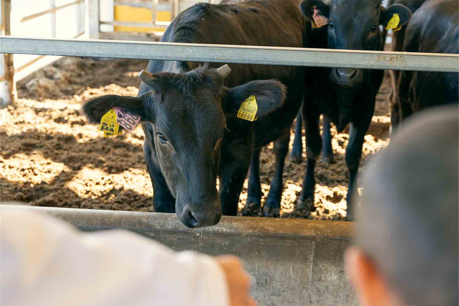 近江牛生産の老舗『澤井牧場』で畜産業のリアルを紐解く