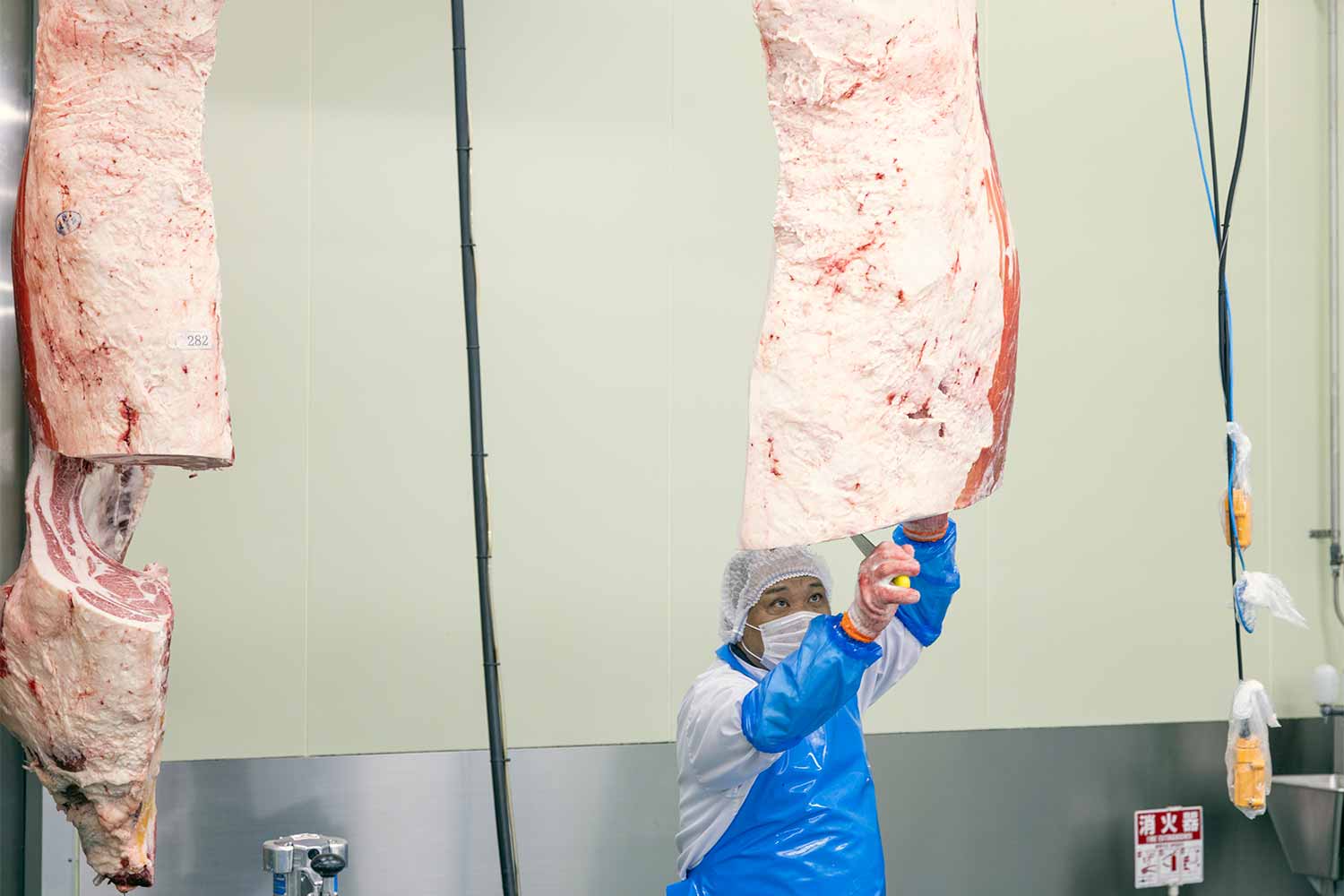 小学生と社会科見学！<br>最高級和牛『近江牛』の精肉工場見学ツアー