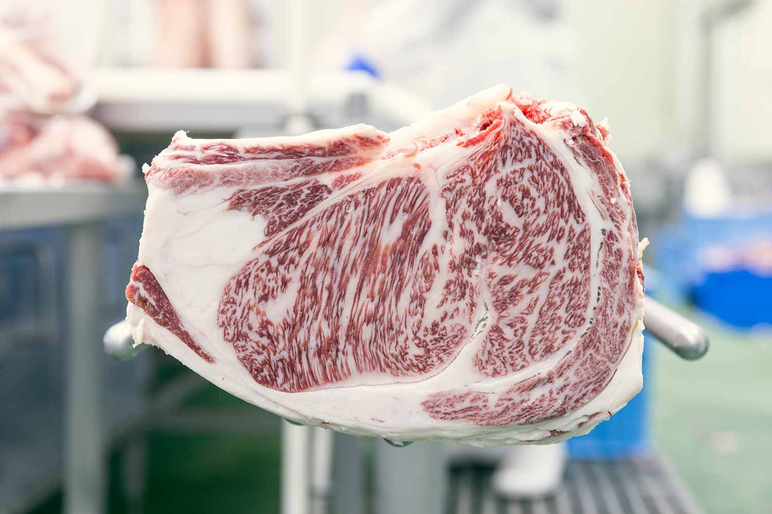 小学生と社会科見学！<br>最高級和牛『近江牛』の精肉工場見学ツアー