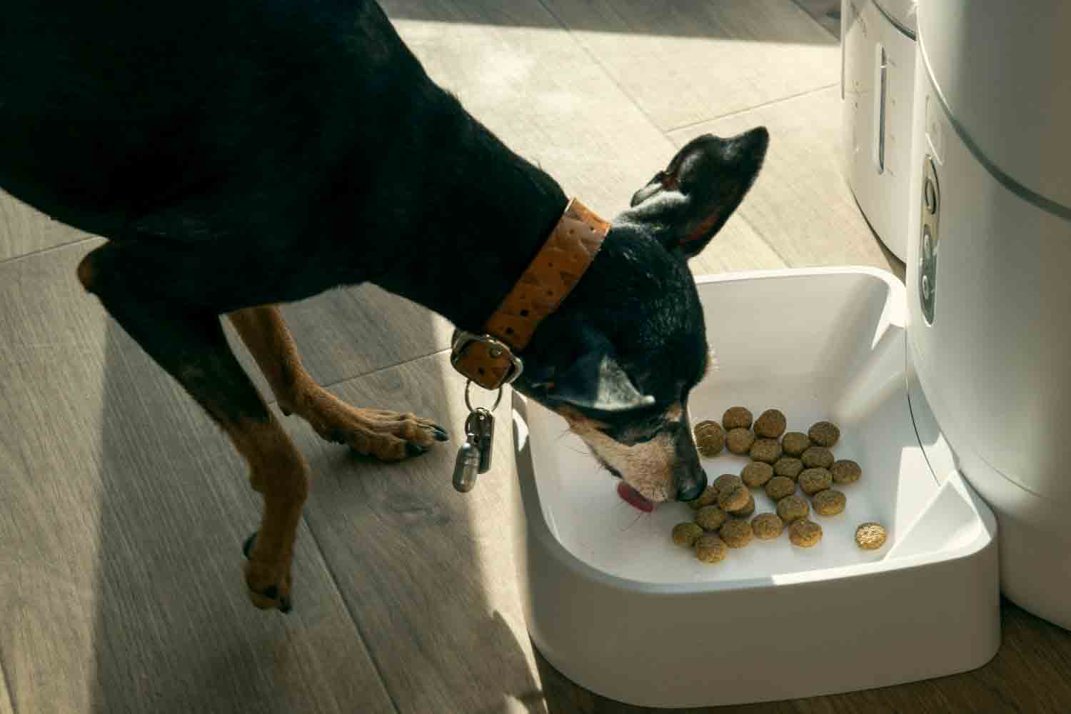 4人と1匹の仲良し家族が行く　近江舞子のペットと泊まれるサウナ付きグランピング施設