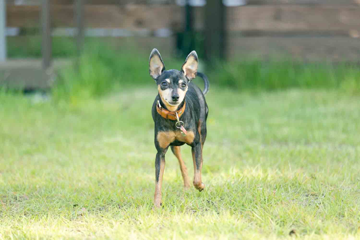 4人と1匹の仲良し家族が行く　近江舞子のペットと泊まれるサウナ付きグランピング施設