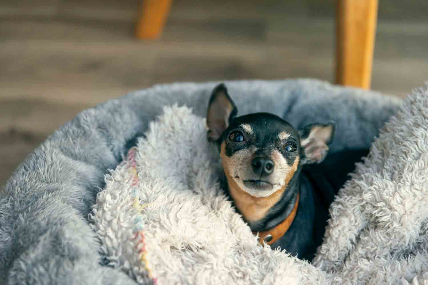 4人と1匹の仲良し家族が行く　近江舞子のペットと泊まれるサウナ付きグランピング施設