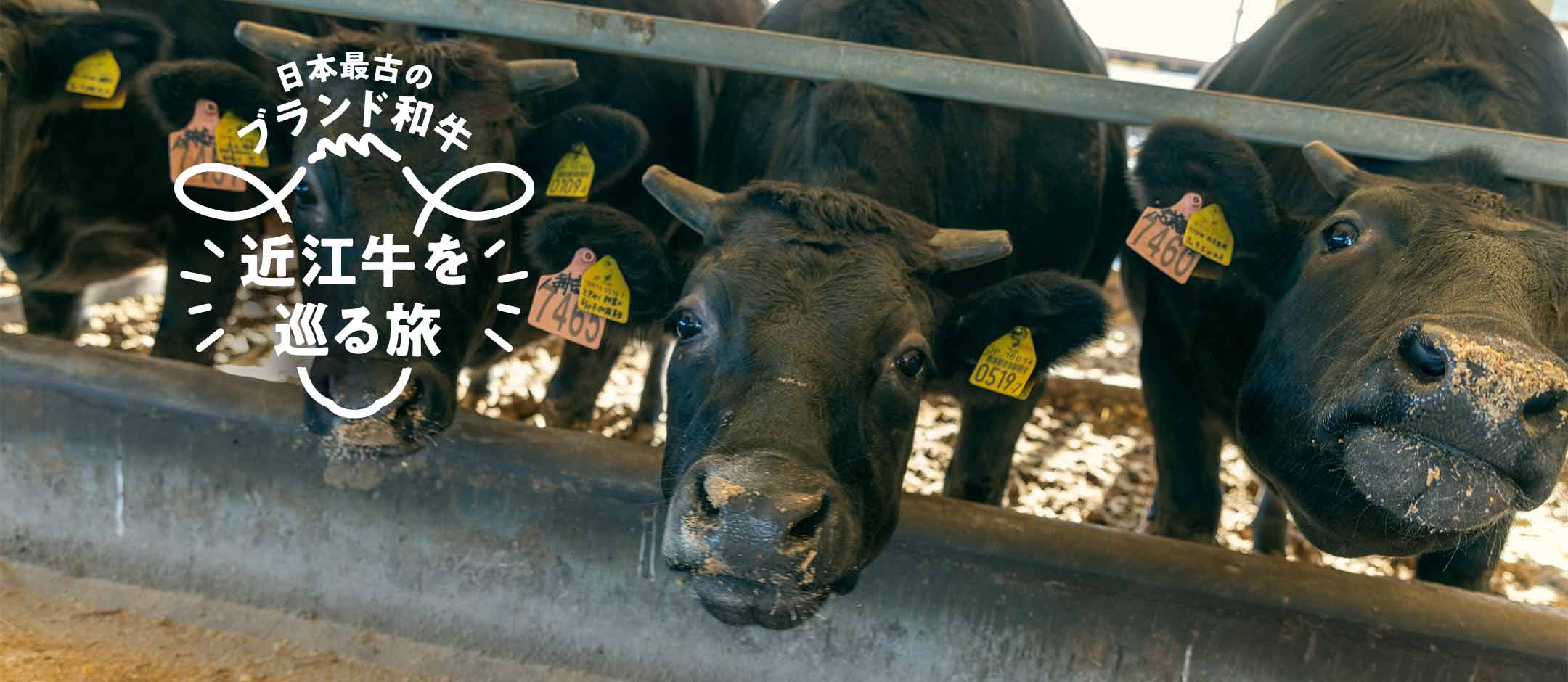 日本最古のブランド和牛 近江牛をめぐる旅