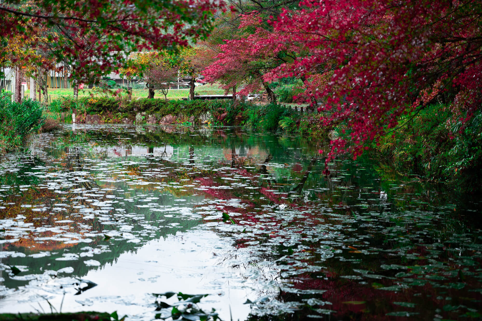 自然の生命力と人々の魅力に触れる-岐阜県関市の旅