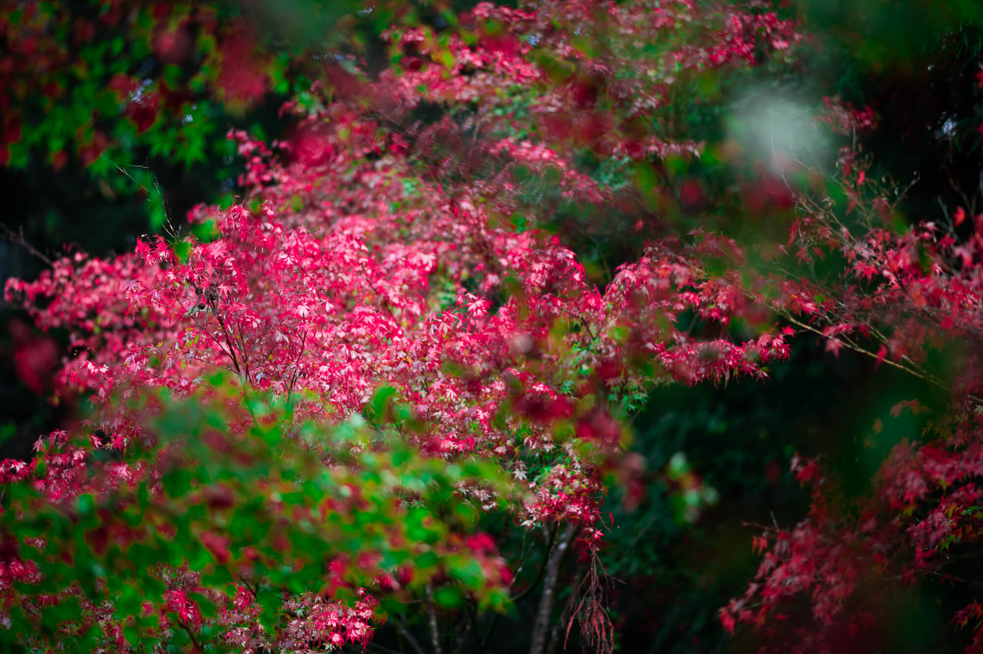 自然の生命力と人々の魅力に触れる-岐阜県関市の旅