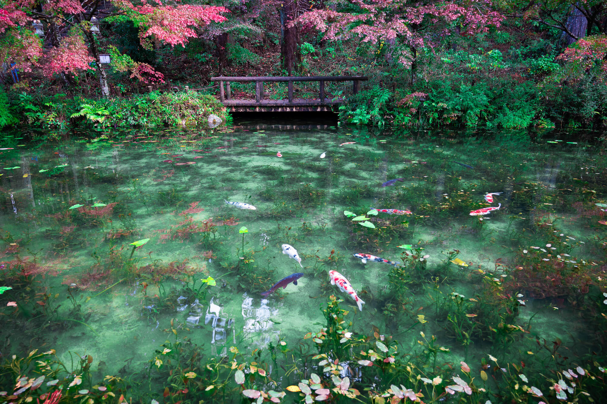 自然の生命力と人々の魅力に触れる-岐阜県関市の旅