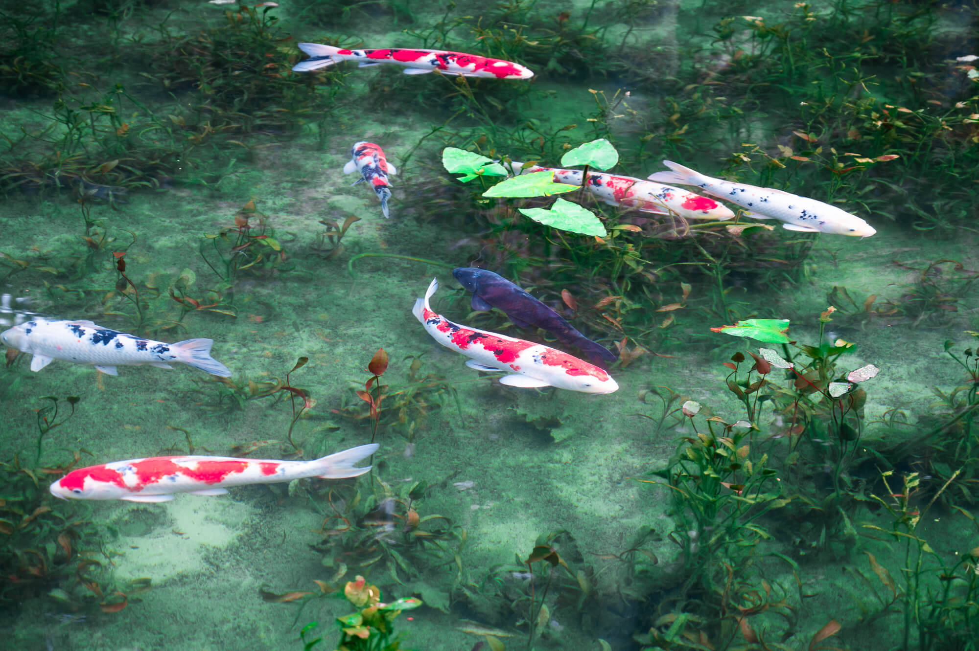 自然の生命力と人々の魅力に触れる-岐阜県関市の旅