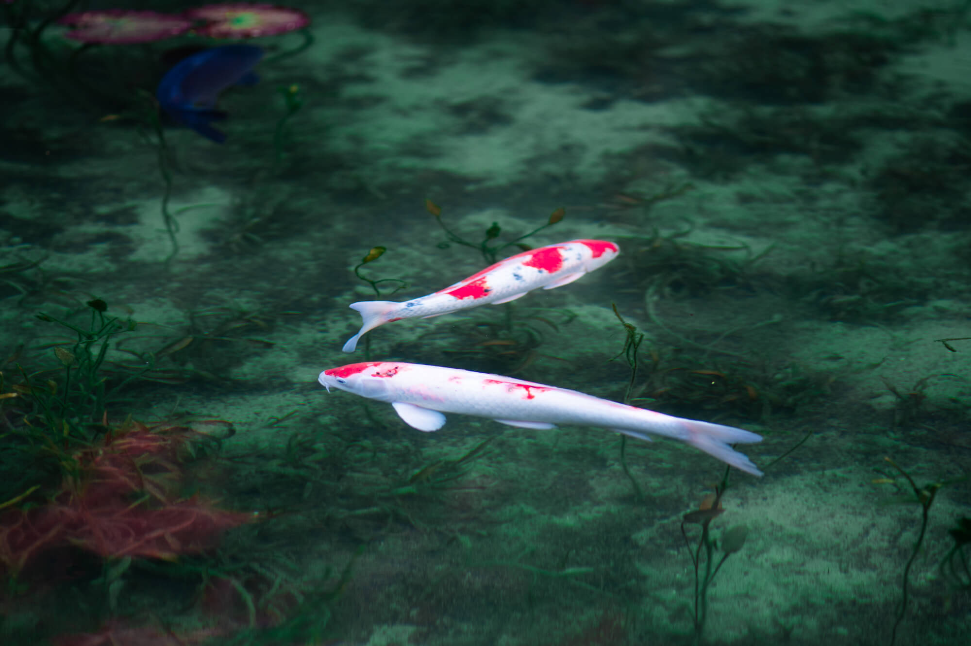 自然の生命力と人々の魅力に触れる-岐阜県関市の旅