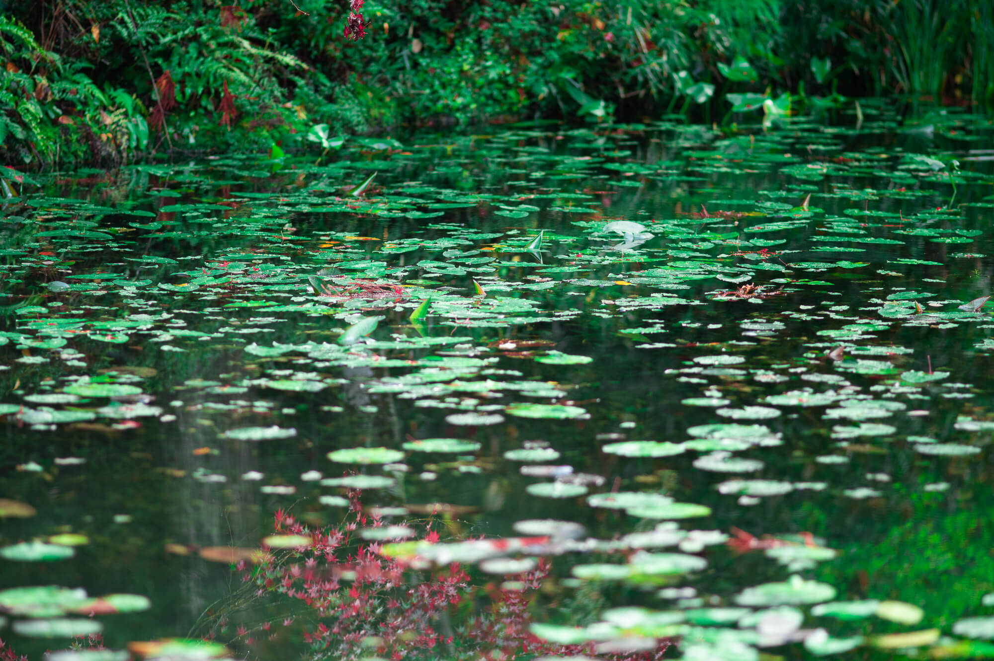 自然の生命力と人々の魅力に触れる-岐阜県関市の旅