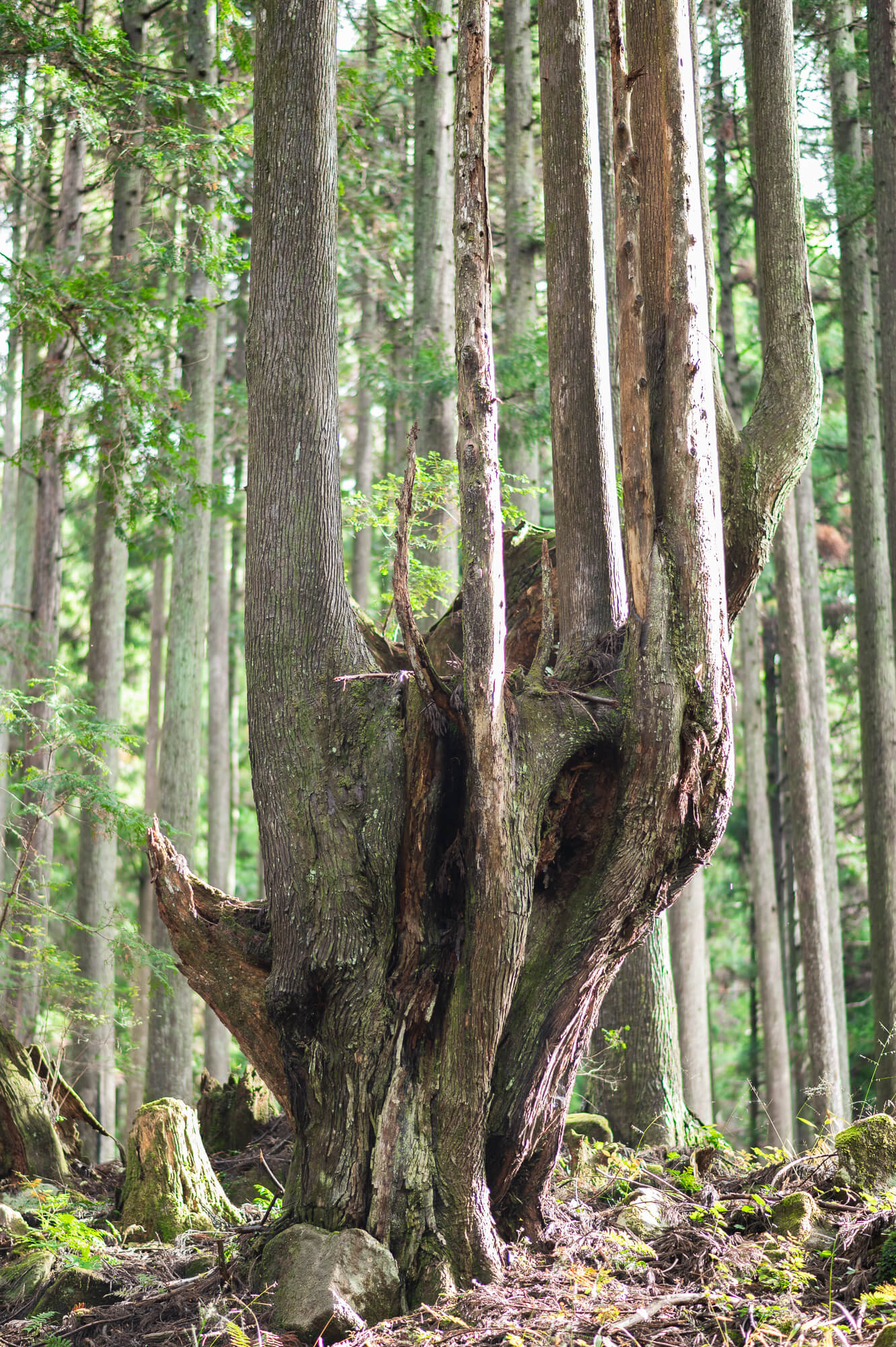 自然の生命力と人々の魅力に触れる-岐阜県関市の旅