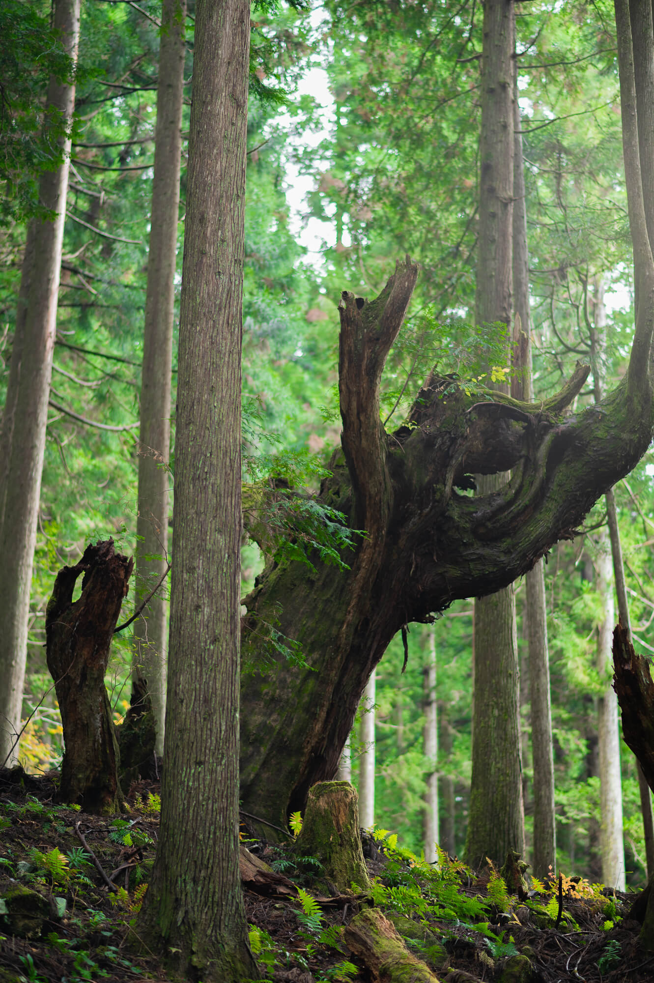 自然の生命力と人々の魅力に触れる-岐阜県関市の旅
