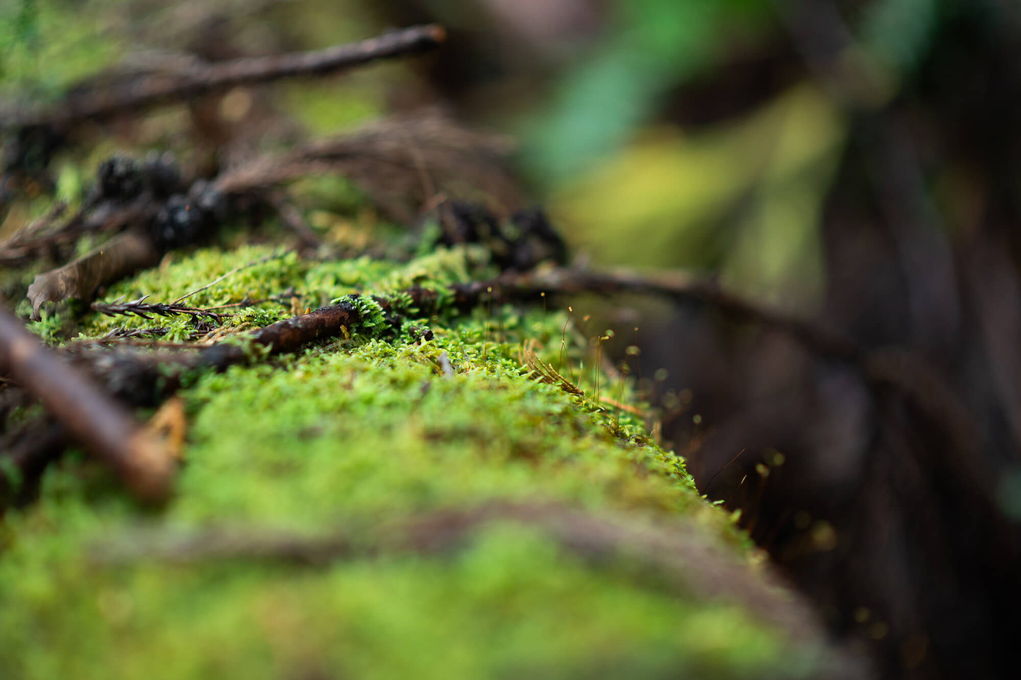 自然の生命力と人々の魅力に触れる-岐阜県関市の旅