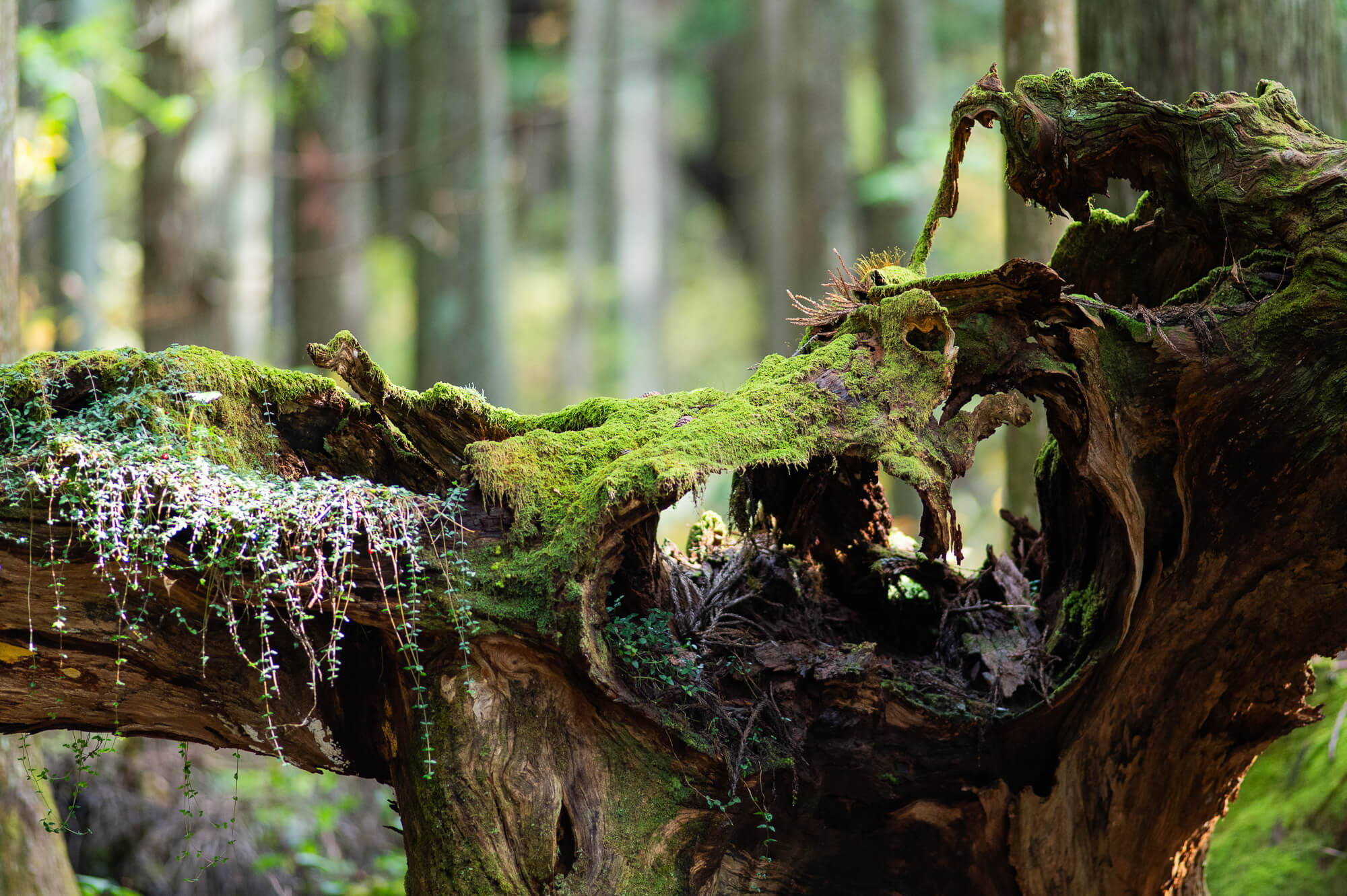 自然の生命力と人々の魅力に触れる-岐阜県関市の旅