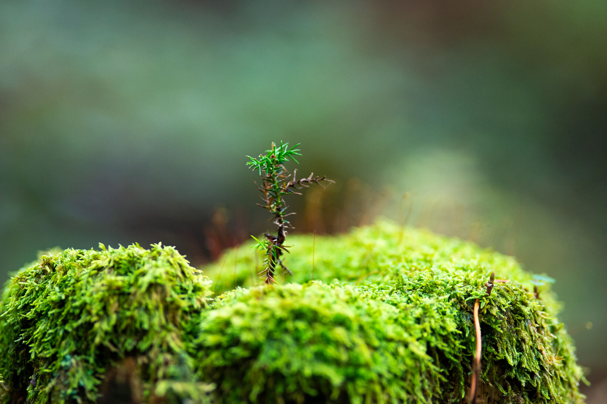 自然の生命力と人々の魅力に触れる-岐阜県関市の旅