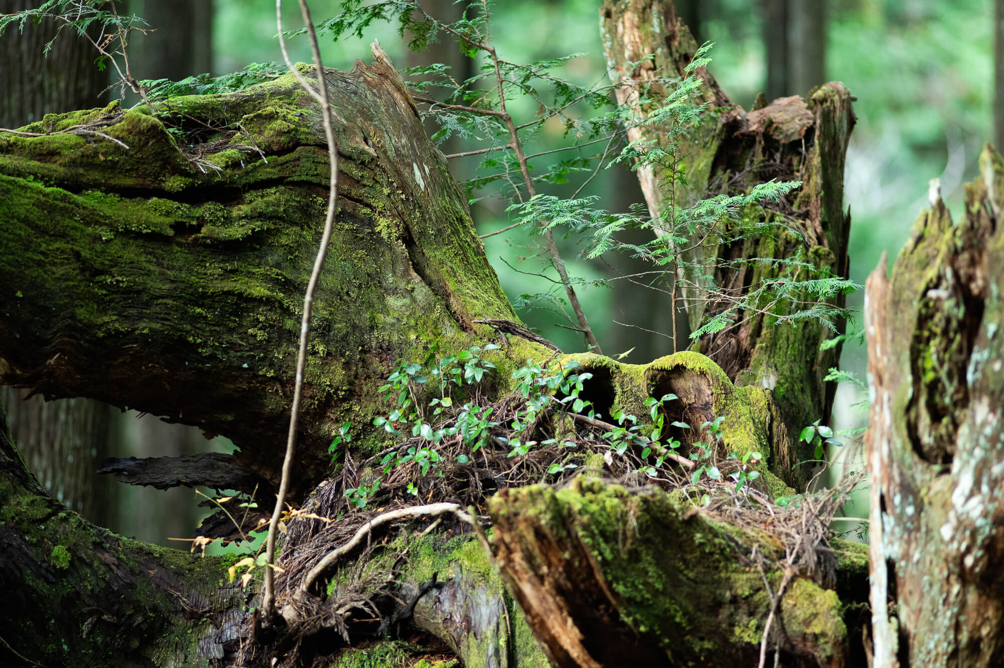 自然の生命力と人々の魅力に触れる-岐阜県関市の旅
