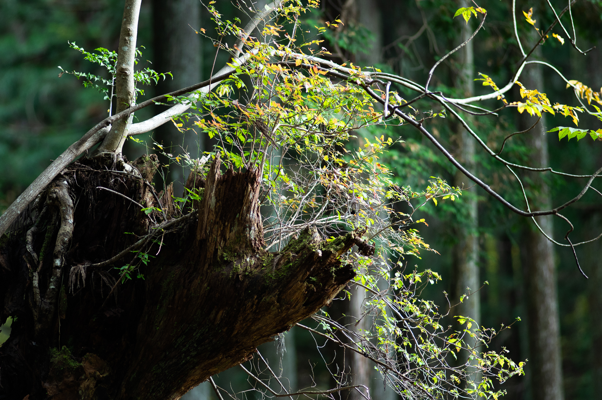 自然の生命力と人々の魅力に触れる-岐阜県関市の旅