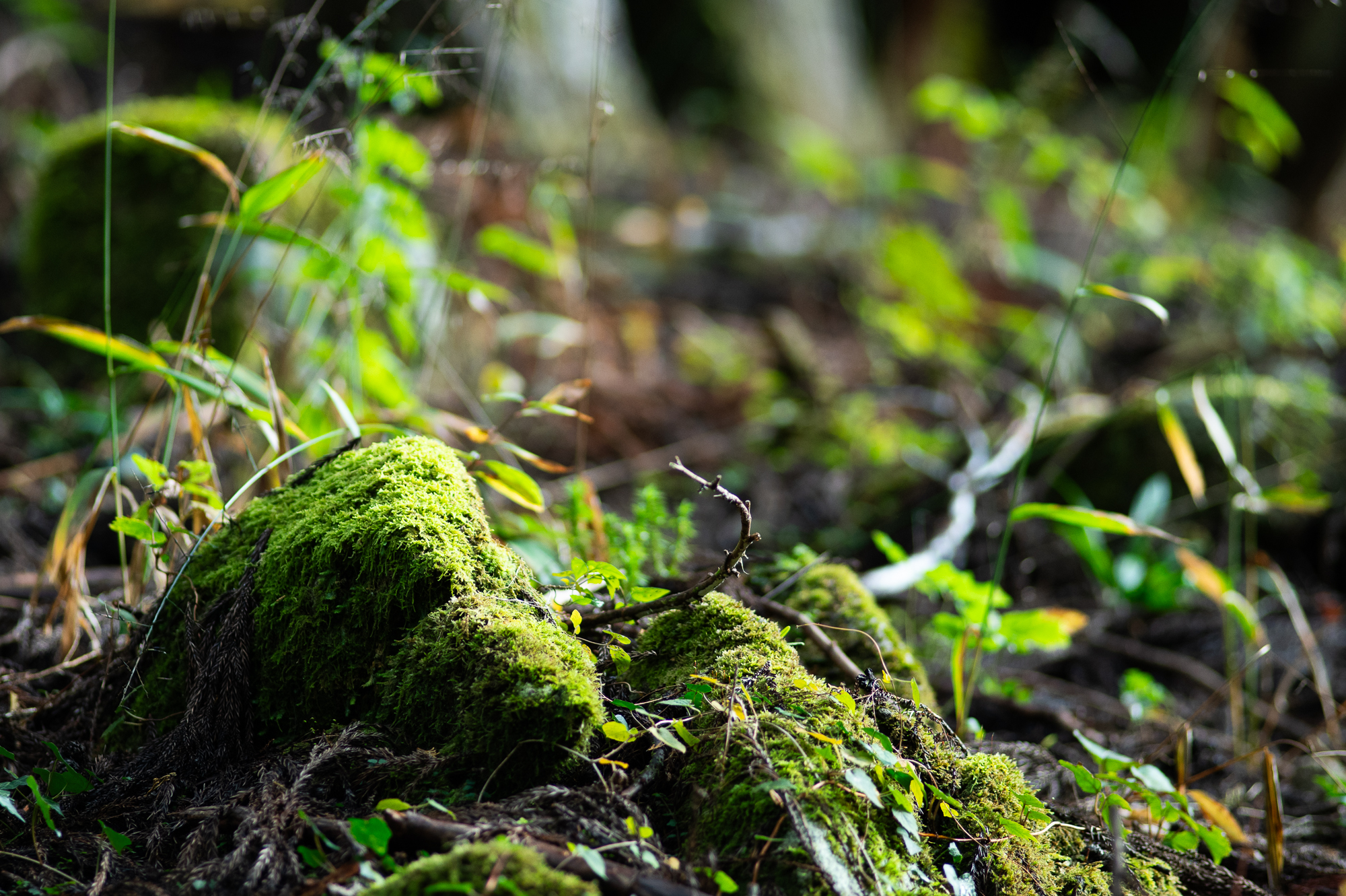 自然の生命力と人々の魅力に触れる-岐阜県関市の旅