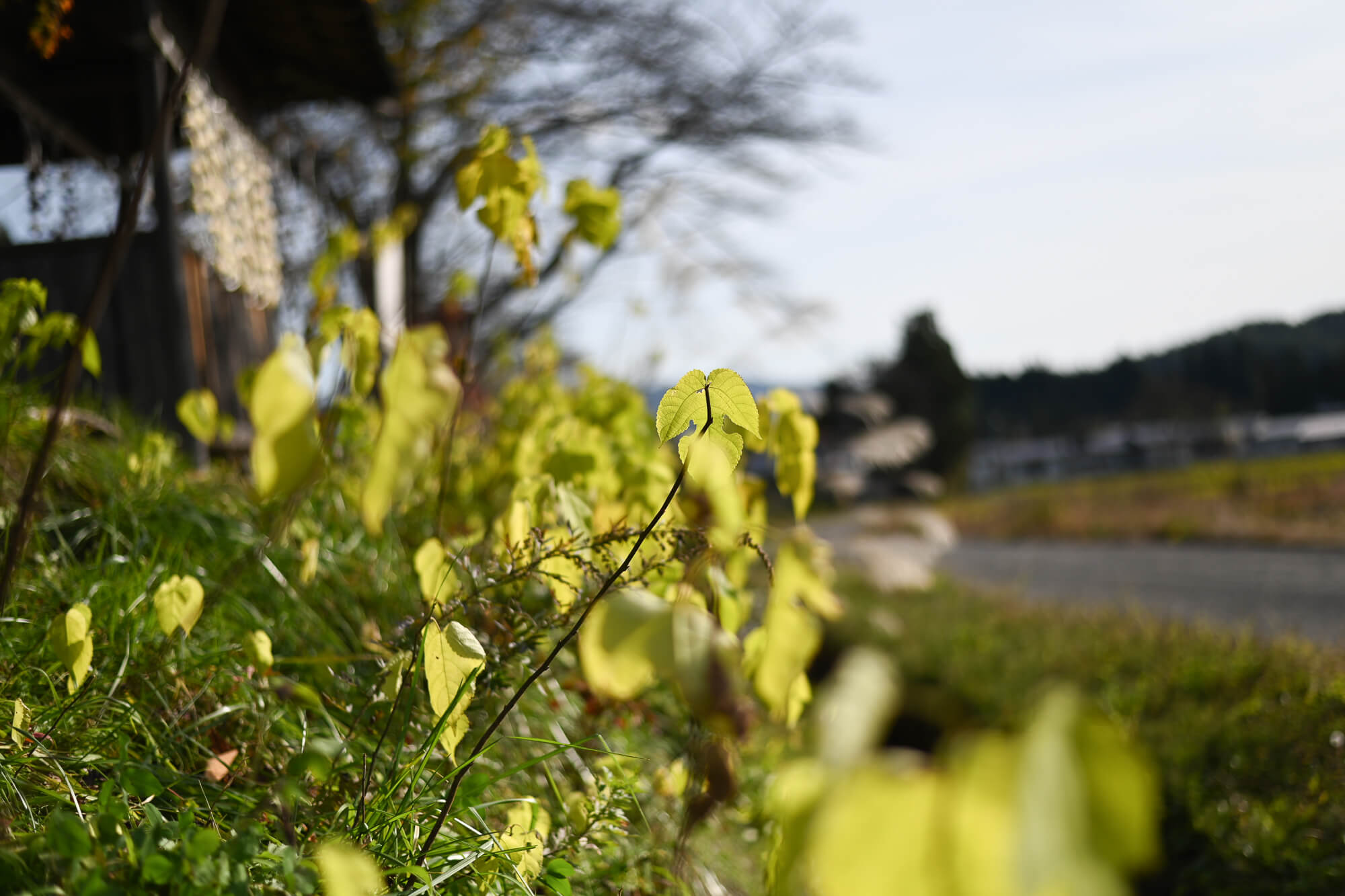 自然の恵みいっぱいの山形県白鷹町で<br>SNSを頼りに気ままなロードトリップ