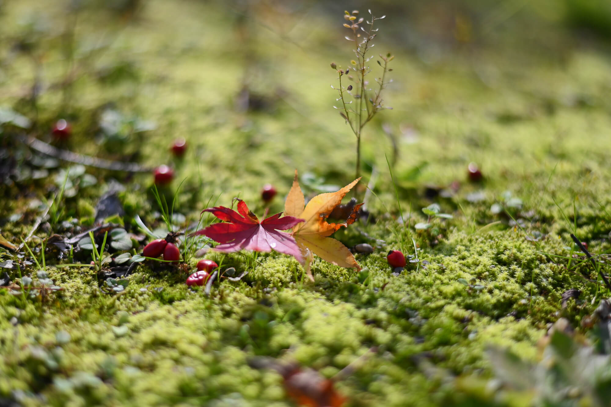 自然の恵みいっぱいの山形県白鷹町で<br>SNSを頼りに気ままなロードトリップ