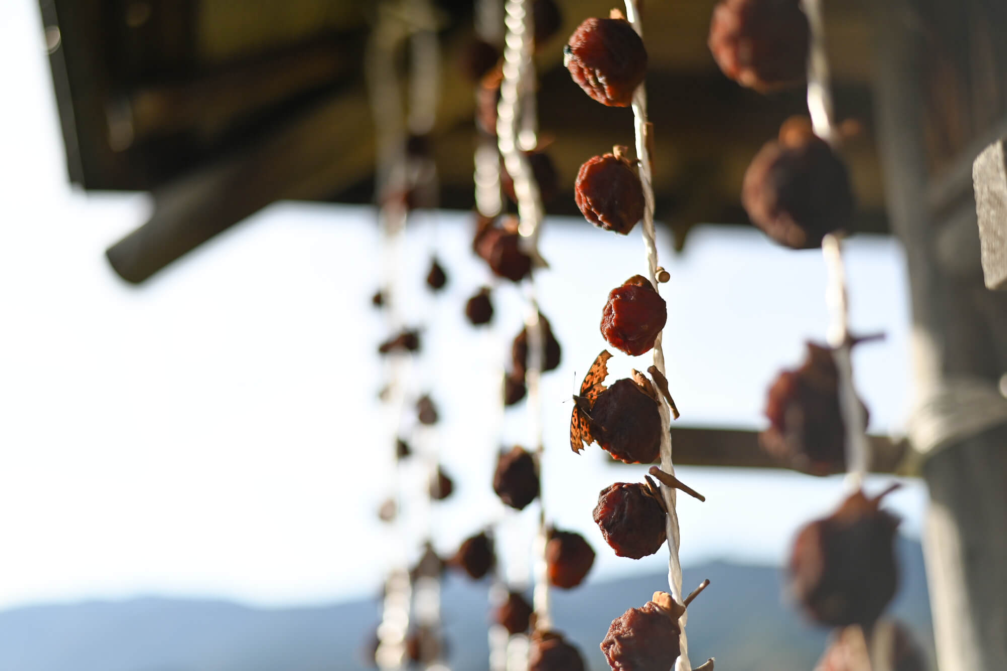 自然の恵みいっぱいの山形県白鷹町で<br>SNSを頼りに気ままなロードトリップ