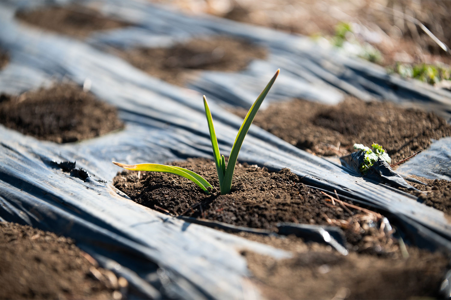 河口湖へ移住した2人のクリエイターが運営するハイブリッドなニンニク農園