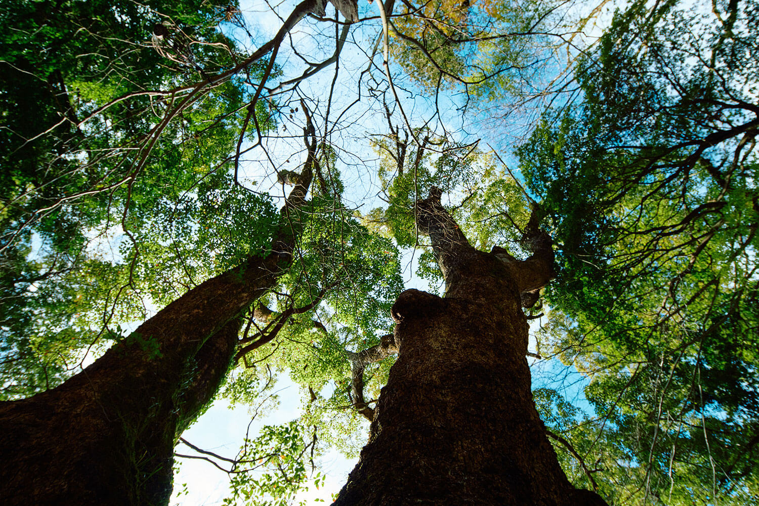 來宮神社の魅力｜関東屈指のパワースポットを体感する熱海旅