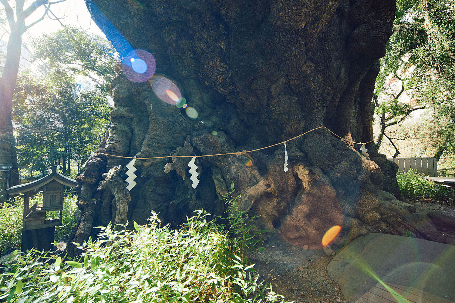 來宮神社の魅力｜関東屈指のパワースポットを体感する熱海旅