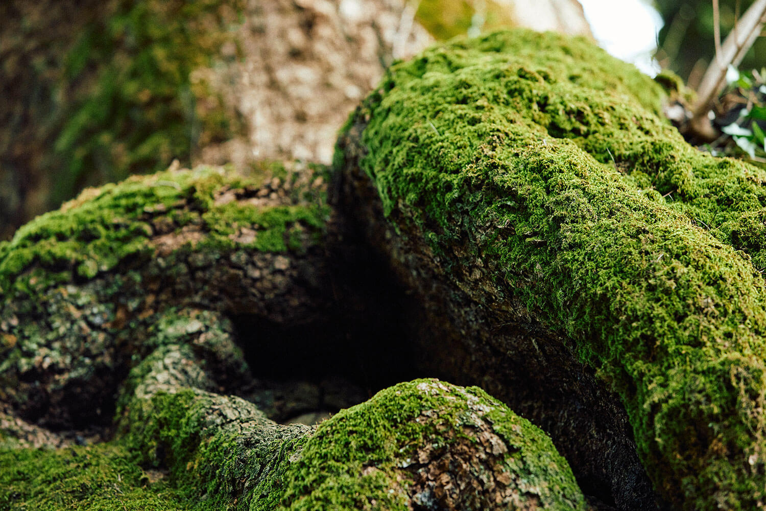 來宮神社の魅力｜関東屈指のパワースポットを体感する熱海旅