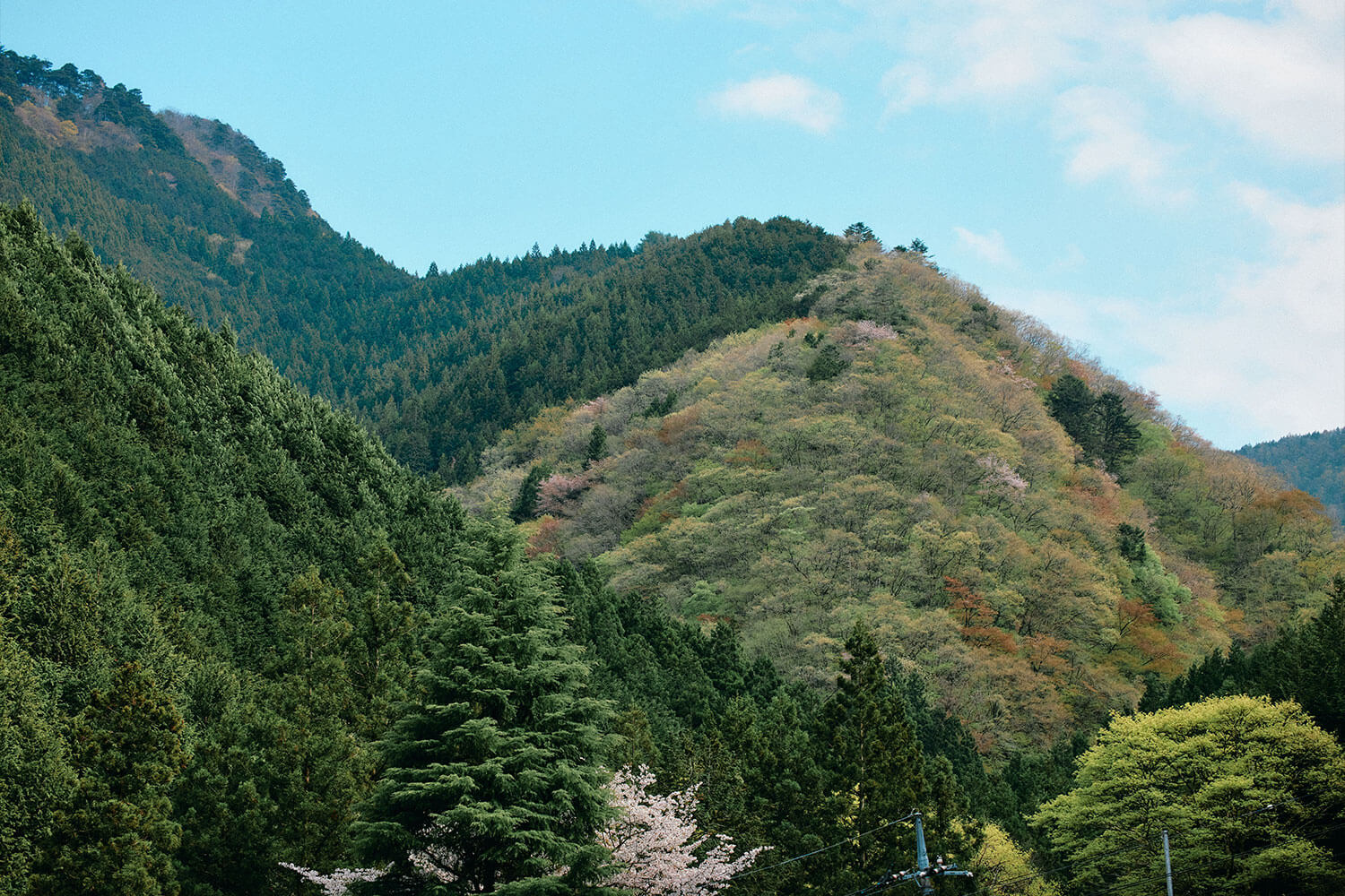 林業をエンタメ化!? 森と人の関わりをつくり、森の未来を守る『東京・森と市庭』