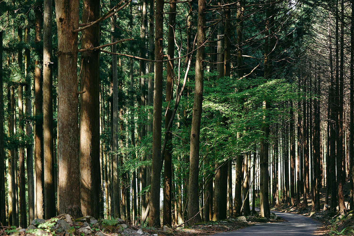 写真家 山内 聡美さんが考え、実践し、提案する<br>森と人が共生する未来の暮らし