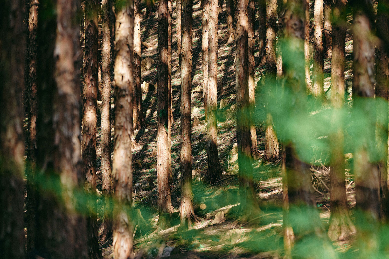 写真家 山内 聡美さんが考え、実践し、提案する<br>森と人が共生する未来の暮らし