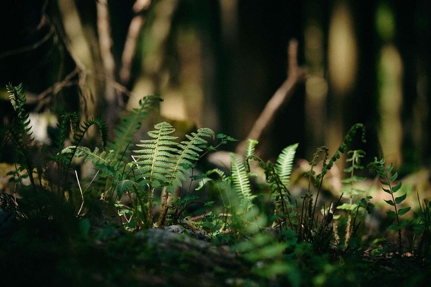 写真家 山内 聡美さんが考え、実践し、提案する<br>森と人が共生する未来の暮らし
