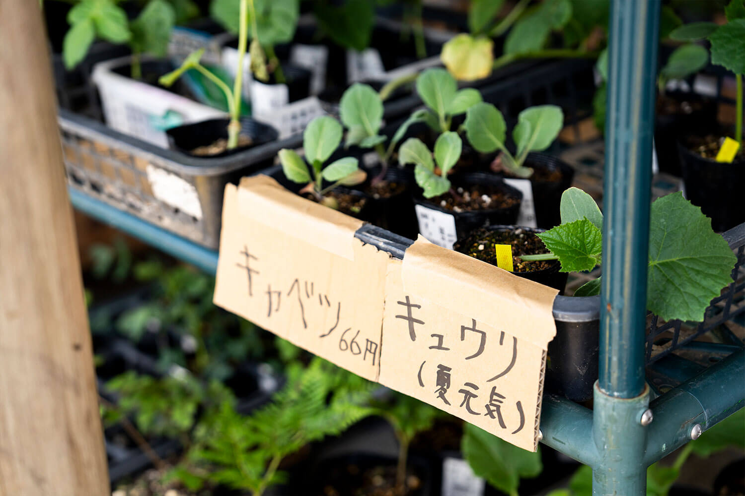 美食から絶景まで、あたたいかいおもてなしに<br>感動した水風呂ちゃんの気仙沼癒され旅